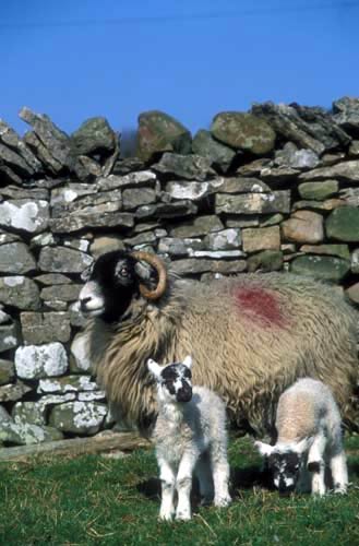 Farm Images